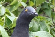 Christmas Island Imperial-Pigeon (Ducula whartoni)